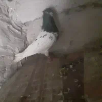 سرسیاه سینه سیاه