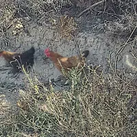 اصلاندوز|پرنده|اصلاندوز, |دیوار