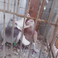 کفتر|پرنده|سبزوار, چهارراه فرودگاه|دیوار