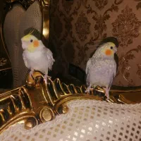 سلام عروس هلندی گلباقالی سالم و سرحال|پرنده|مشهد, محمدآباد|دیوار