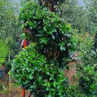 گل و گیاه مخصوص ویلها و فضای سبز لوکس