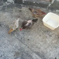 مرغ محلی تخمگذار