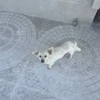 واگذاری سگ به همراه شناسنامه|سگ|شیراز, اصلاح‌نژاد|دیوار