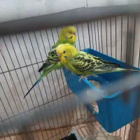 مرغ عشق|پرنده|مسجد سلیمان, |دیوار