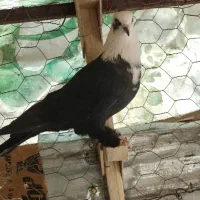 مخمل سیاه