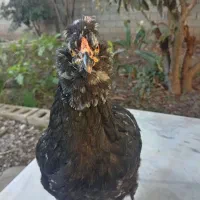 مرغ گلین|حیوانات مزرعه|خان ببین, |دیوار