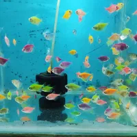 ماهی گوشتخوار و گیاهخوار و فایتر|ماهی|شیراز, کوشک میدان|دیوار