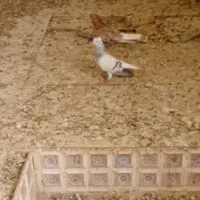 پرنده|پرنده|خرمشهر, |دیوار