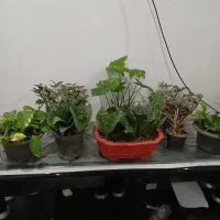 گل آپارتمانی|گل و گیاه طبیعی|تهران, کامرانیه|دیوار