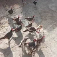 بوقلمون محلی|حیوانات مزرعه|دینور, |دیوار