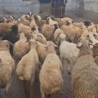 فروش گوسفند|حیوانات مزرعه|ماسال, |دیوار