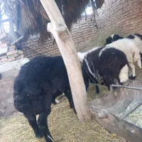بره قوچ همو