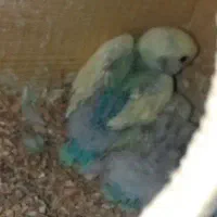 جوجه کوتوله برزیلی سرلاکی|پرنده|نی‌ریز, |دیوار