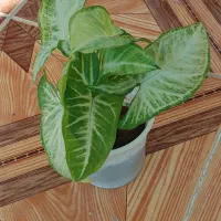 چهار نمونه گل  با هم 120