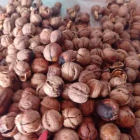 مغز|خوردنی و آشامیدنی|تهران, خانی آباد نو شمالی|دیوار