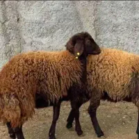 گوسفند زنده