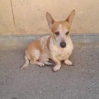 سگ اهلی خانگی شناسنامه دار