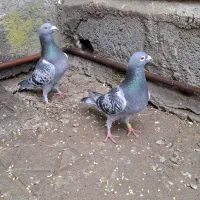 کبوتر  مسافتی