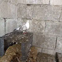 کفتر دوکت|پرنده|رضوانشهر, |دیوار