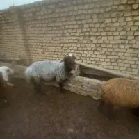 قوچ همو