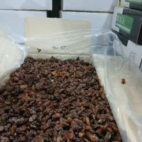 کشمش افتابی محمدکاشمری|عمده‌فروشی|تهران, کرمان|دیوار