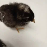 جوجه کالپوت راک