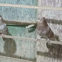 ۱۰ عدد کبوتر کاکلی قواره‌دار