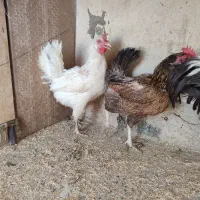 مرغ و خروس|حیوانات مزرعه|تهران, تاکسیرانی|دیوار