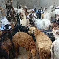 کهر بره گیسه بز خود بندرعباس با قصابی