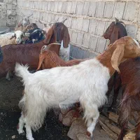 بزوبزغله|حیوانات مزرعه|سرفاریاب, |دیوار