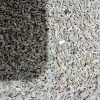 بذر جعفری|گل و گیاه طبیعی|نیشابور, فضل|دیوار