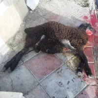 قصاب در محل|خدمات پذیرایی، مراسم|رباط‌کریم, رباط‌کریم|دیوار