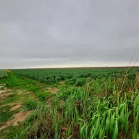 ۳/۵هکتار کانال ۱۰ تازه اباد کشت ازاد