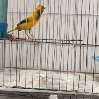 قناری نر|پرنده|اصفهان, کلمان|دیوار