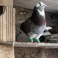 کبوتر شازده
