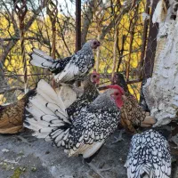 سیبرایت|حیوانات مزرعه|خوانسار, |دیوار