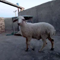 بره نر سبک