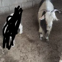 بز گله داری گوش خلجی