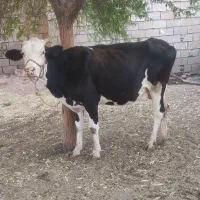 گاو یا گوساله آلمانی آبستن 5ما