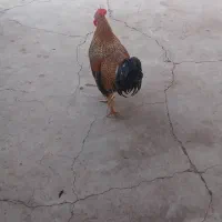 خروس