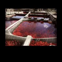 پخش ماهی قرمز وتنگ ماهی ولوازم سفره هفت سین