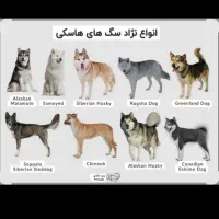 سگ هاسکی پیدا شده بیضا