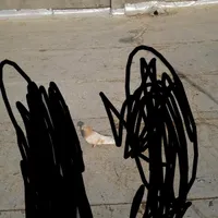 کبوتر نر زرد|پرنده|شاهین‌شهر, گزبرخوار|دیوار