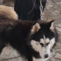 سگ هاسکی تربیت شده