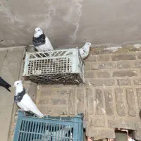 طوقی و اشعل سیاه|پرنده|شوشتر, |دیوار