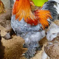 خروس برهما بلو پاتریج