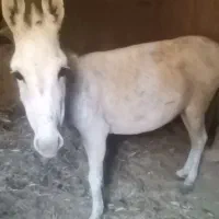 در حیوانات و مزرعه