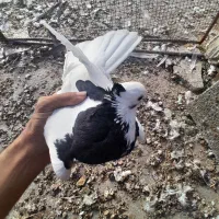 فروش ۱۵۰ تا کبوتر (باهم یا تک)|پرنده|کازرون, |دیوار