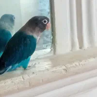 یک عدد طوطی آمریکایی اصل|پرنده|ایرانشهر, |دیوار