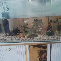 اکواریوم ماهی